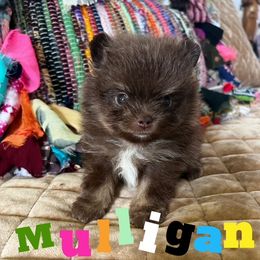 Pomeranian Puppies from Petticoat Poms