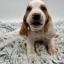 Cindy Lou - Lemon and white female Basset Hound puppy in Dingess, West Virginia from Tuckers' Howling Hounds