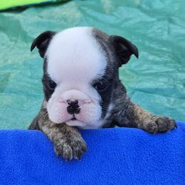 Girl 1 - Brindle female Bulldog puppy in Dublin, Georgia from Chief Bulldogs