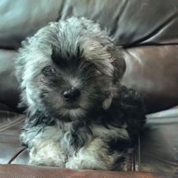 Zha zha - Black & tan tri-color female Morkie puppy in Pine Grove, Pennsylvania from Cathy Burns