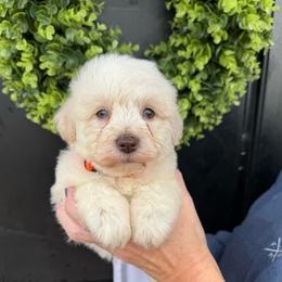 Orange collar boy. - White male Miniature Schnauzer puppy in Oneonta, Alabama from Murphree Valley Kennels