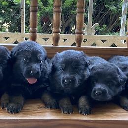 German Shepherd Puppies from EshelmanSchwitz German Shepherd Dogs