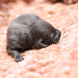 Max - Gray (blue) male Dachshund puppy in Eaton, Ohio from Miniature Alphas Dachshunds