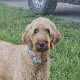 Goldie - Goldendoodle