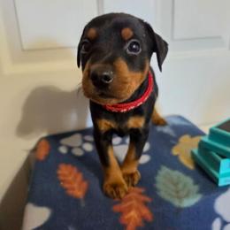 Black Tan Male 4 - Black male German Pinscher puppy in Chatham, Virginia from WMHK9/Roolyn German Pinschers