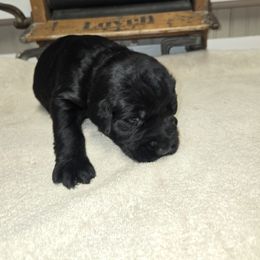 Grey Boy - Black male Giant Schnauzer puppy in Moberly, Missouri from Tseekhah (Complete Darkness) Kennel