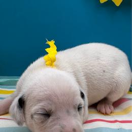 Firefly - White and black female Dalmatian puppy in Melrose, New Mexico from ECMO Farm Dalmatians & Labrador Retrievers