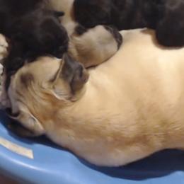 Pug Puppies from Texas Pugs