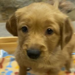 Orange - Golden Retriever puppy in Cheyenne, Wyoming from Flying Gold Kennel