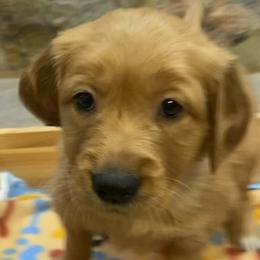 Orange - Golden Retriever puppy in Cheyenne, Wyoming from Flying Gold Kennel