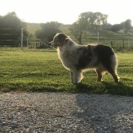 Australian Shepherds from Dogwood Lane Canine