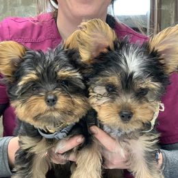 Bruno - Yorkshire Terrier