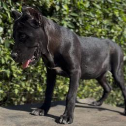 Girl 3 - Black female Cane Corso puppy in California from Donato Kennels