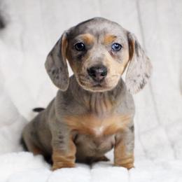 CKC Eleven - Dapple female Dachshund puppy in Christiansburg, Virginia from Little Legs Luxury Dachshunds