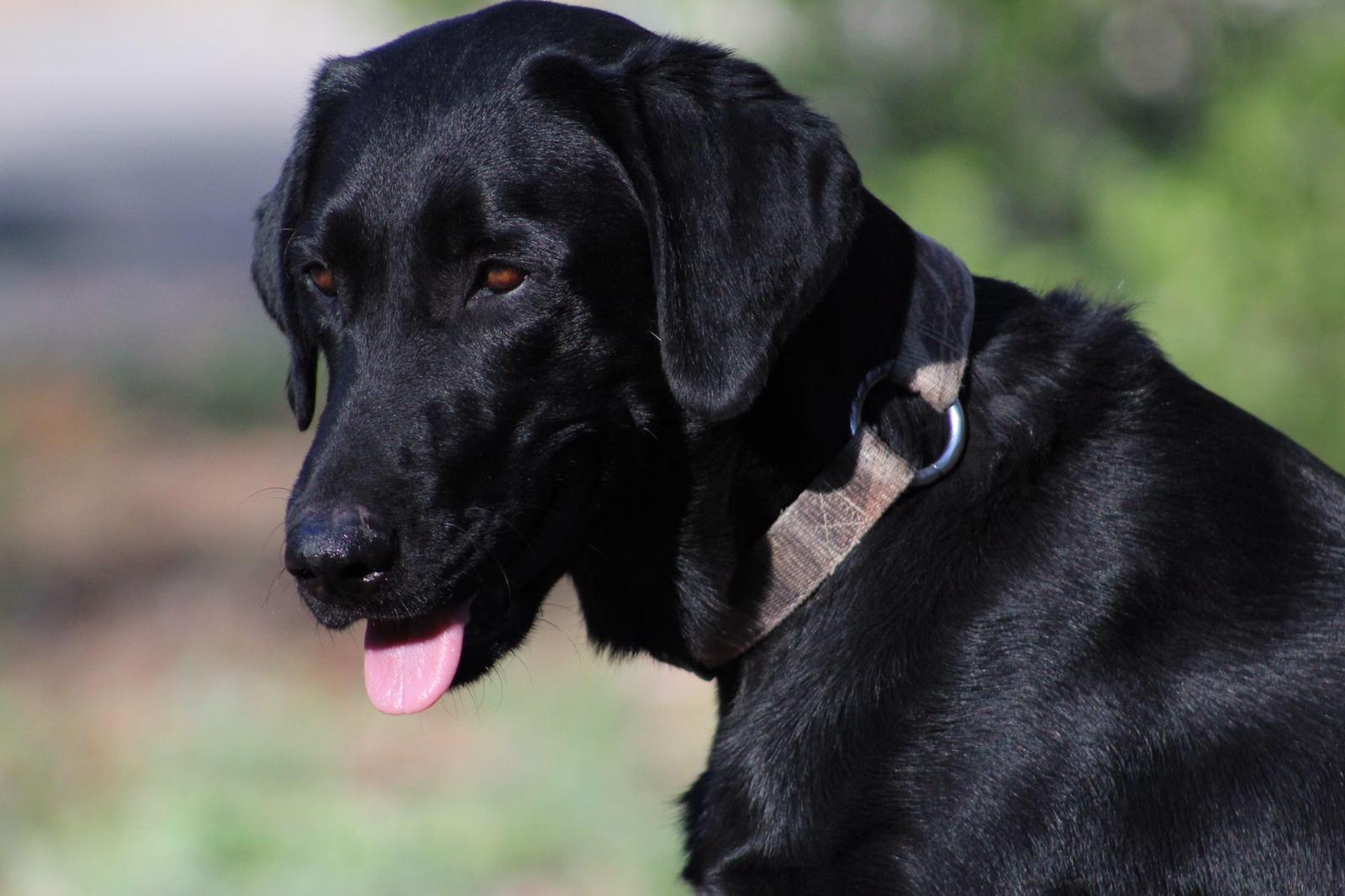 Peak Labrador Retrievers in California | Labrador Retriever puppies ...