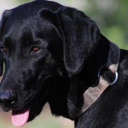 Labrador Retrievers from Angela Zeyfang