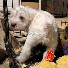 Miniature Schnauzer and Yorkshire Terrier Puppies from Tiny Tushy Lodge