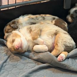 Red collar - Red merle male Miniature American Shepherd puppy in Pueblo West, Colorado from Bear River Ranch LLC