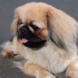 Hayden - Pekingese