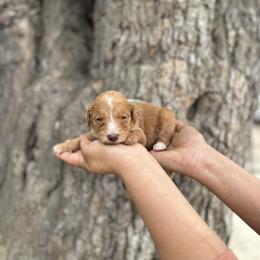 White collar - Parti female Goldendoodle puppy in Bakersfield, California from Cisneros Goldendoodles
