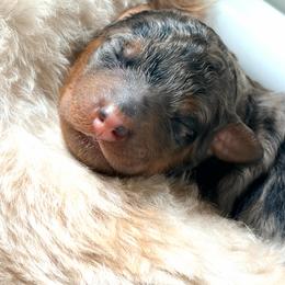 Echo - Merle male Goldendoodle puppy in Holly Springs, Georgia from Libby Lou’s Goldendoodles