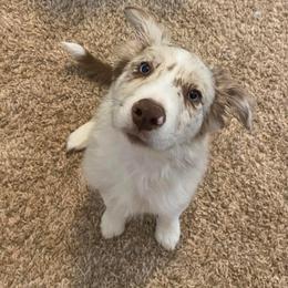 Border Collie Puppies from SoCal Border Collies
