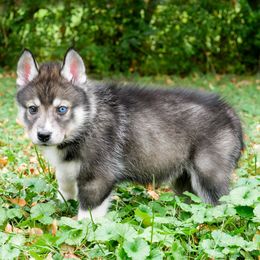 Goblin - Agouti and white male Siberian Husky puppy in Knoxville, Tennessee from The Siberian Empire