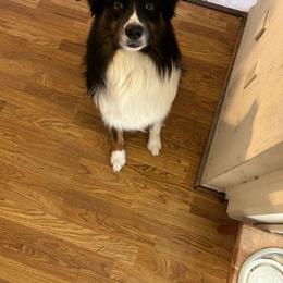 Eros - male Australian Shepherd puppy in Abilene, Texas from S&K Aussies N' Rotties