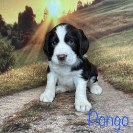 Pongo - English Springer Spaniel puppy in Pine Island, Minnesota from Country Breeze Springer Spaniels