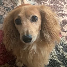 Dachshunds from Grimm Tailed Doxies