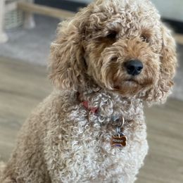 Penny - Goldendoodle
