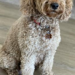 Penny - Goldendoodle