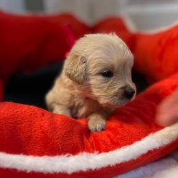 Bentley - Light golden male Golden Retriever puppy in Seville, Ohio from Retriever Ranch