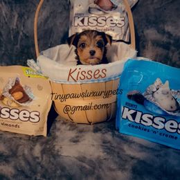 Biewer Terrier, Poodle, and Yorkshire Terrier Puppies from Tiny Paws Luxury Pets