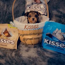 Biewer Terrier, Poodle, and Yorkshire Terrier Puppies from Tiny Paws Luxury Pets