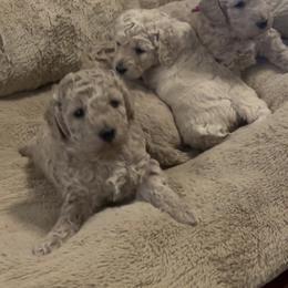 Butterfinger - Apricot male Goldendoodle puppy in Richmond, Texas from Harper’s Heartbeats