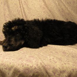 Aussiedoodle, Australian Shepherd, and Poodle Puppies from Kay Kay's Pupper Patch