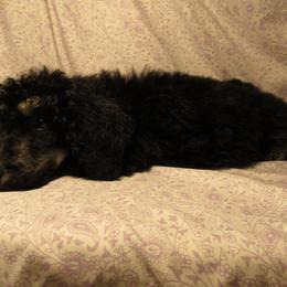 Aussiedoodle, Australian Shepherd, and Poodle Puppies from Kay Kay's Pupper Patch