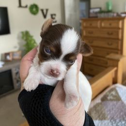 Boy 3 - Chocolate, tan and white Yorkshire Terrier puppy in Williamstown, New Jersey from Pat’s Garden State Yorkies