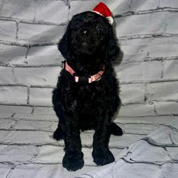 Vixen - Black female Labradoodle puppy in Monticello, Georgia from Daylin’s Doodles & Labradors