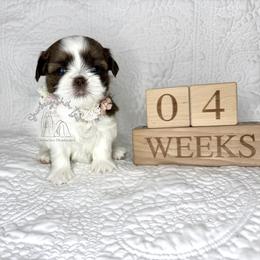 Adora - AKC Female - Liver and white female Shih Tzu puppy in Moses Lake, Washington from Shurbeez Shih Tzu
