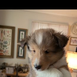 Puppy 3 - Sable and white female Shetland Sheepdog puppy in Roanoke, Virginia from Romestar performance K9