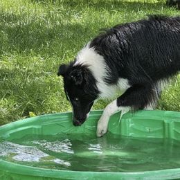 Old Time Scotch Collies and Scottish Collies from Sgàil Scottish Collies