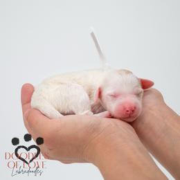 Miss White - Parti female Labradoodle puppy in Travelers Rest, South Carolina from Doodles of Love Labradoodles