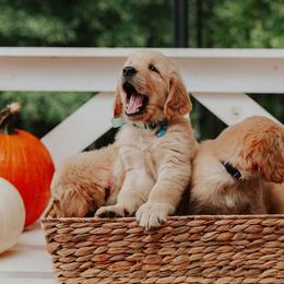Golden Retriever Puppies from Morgan’s Heart of Gold Retrievers