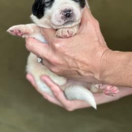 Zuma - White and badger male Great Pyrenees puppy in San Diego, California from McCarthy Ranchette LLC