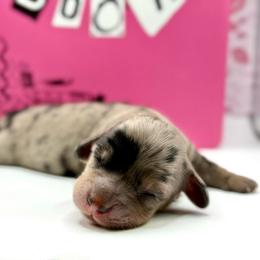 Regina George - Dapple female Dachshund puppy in Idaho from Gem State Mini Dachshunds
