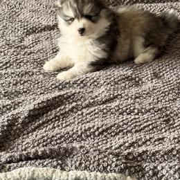 Pomsky Puppies from Nehalem Pomskies