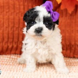 Fawn - Black & white female Maltipoo puppy in Salt Lake City, Utah from My Doodle Puppy