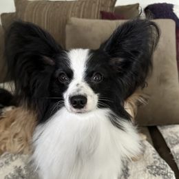 Wyatt - Papillon
